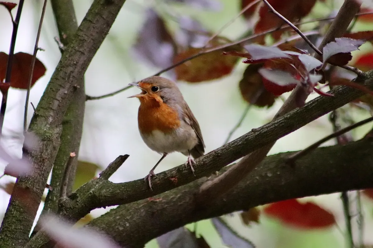 How to Identify UK Garden Birds by Song: A Seasonal Listening Guide