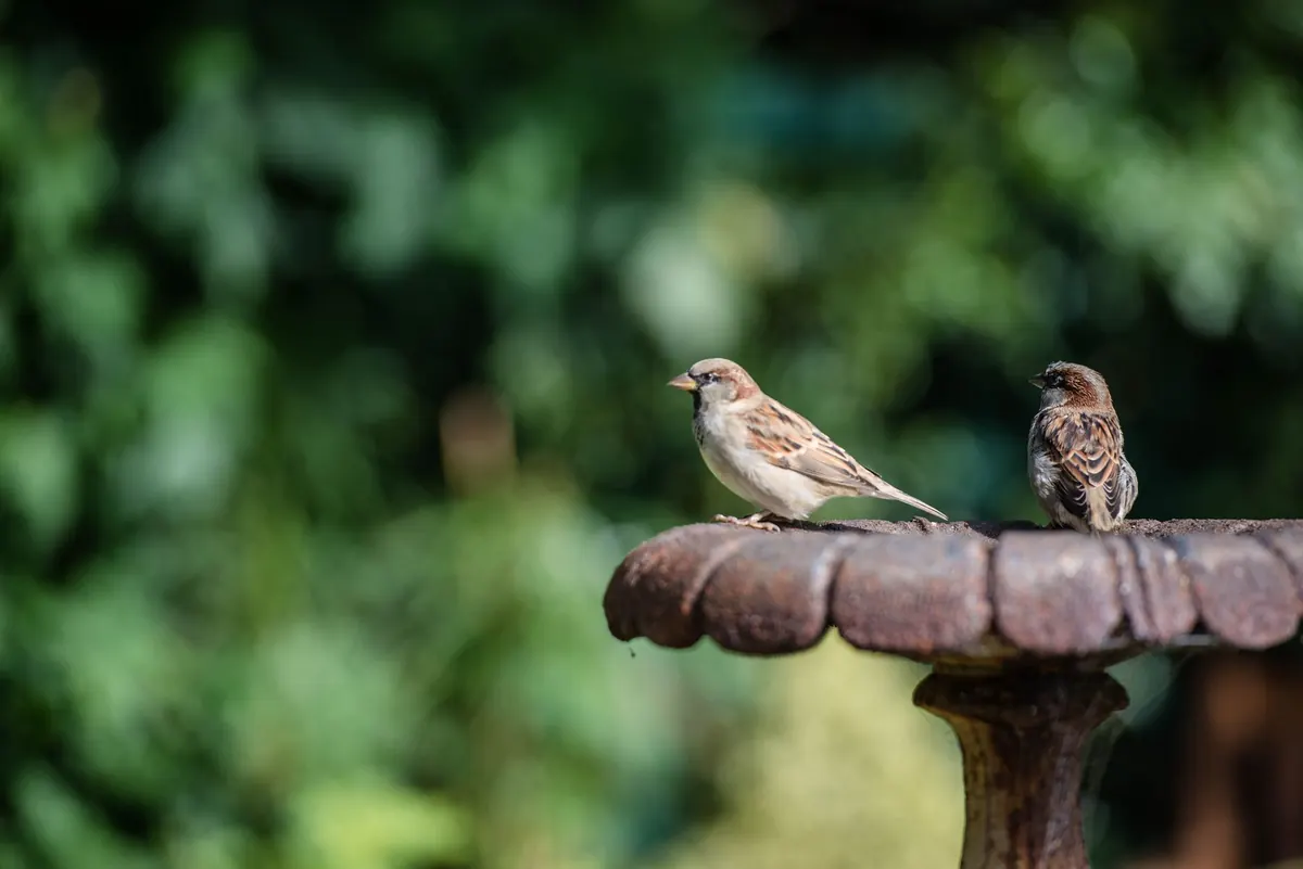 How to Make Your Garden a Bird-Friendly Habitat: A Practical Conservation Guide