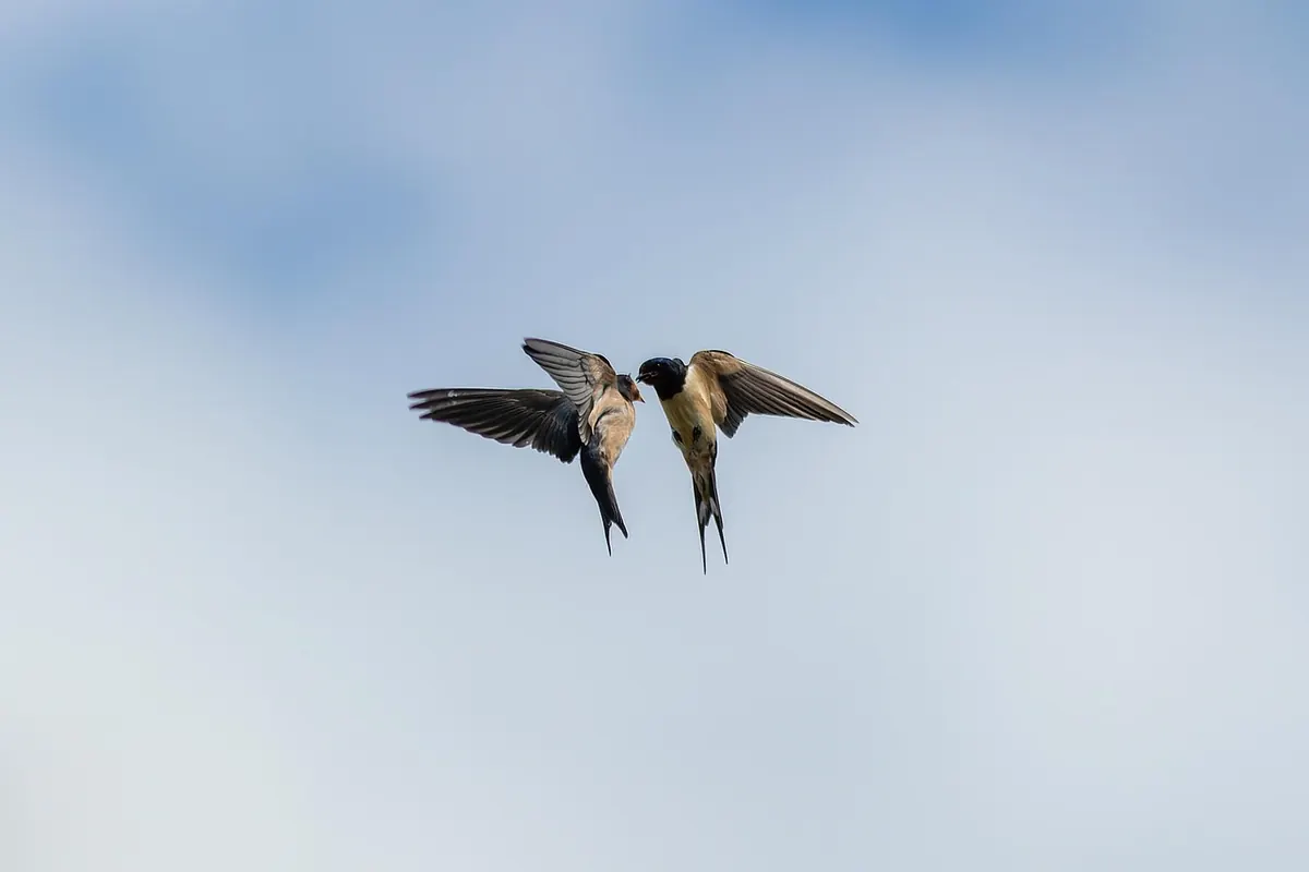 Why Birds Migrate: A Plain-English Explainer for UK Birdwatchers