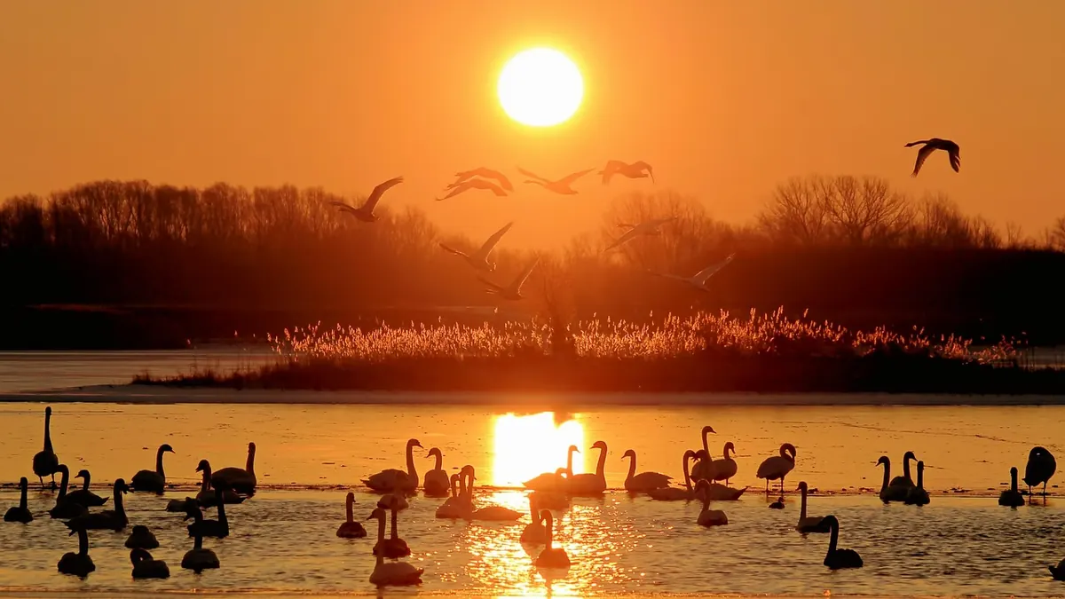 Wildlife